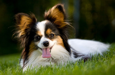 Pet Friendly